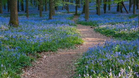 Beautiful Bluebell Walks in the West Country - Toad Hall Cottages Blog