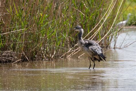 Grey Heron in habitat stock image. Image of heronry - 120487873