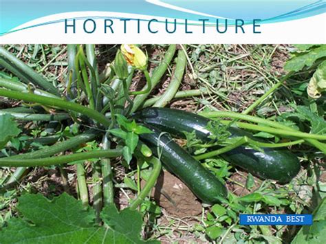 HORTICULTURE – Rwanda Best