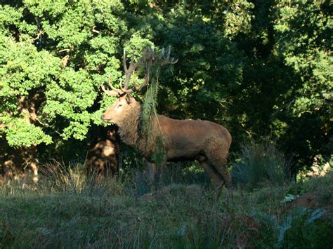 Photographs — Richmond Park — Deer — 5 October 2016 — 11 — wasaweb.net