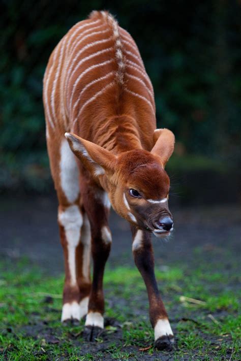 These large, beautifully-marked antelopes are now found only in one remote area of Kenya. Their ...