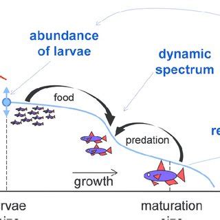 A dynamic size spectrum model for abundance as a function of body size ...