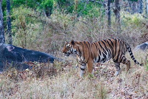 Pench National Park - Best Tiger Safari India Park 2021