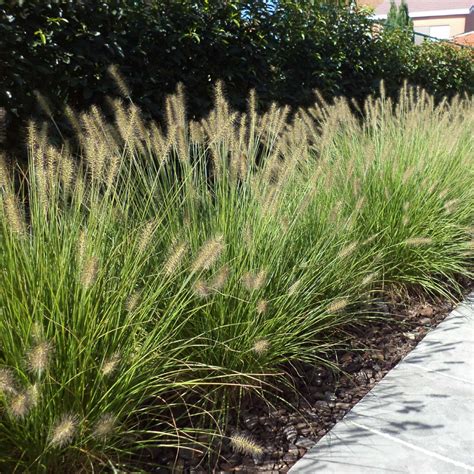 Pennisetum Grass - Outdoor Plants | Plantshop.me