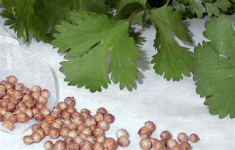 Growing coriander