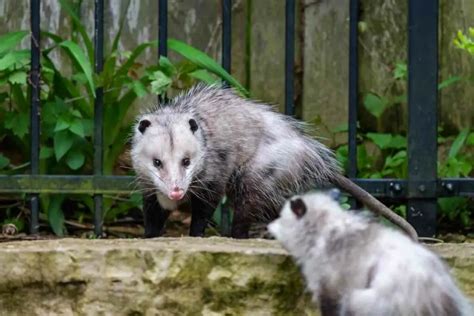 How to Scare Possums Away from Your House - Gardenia Organic