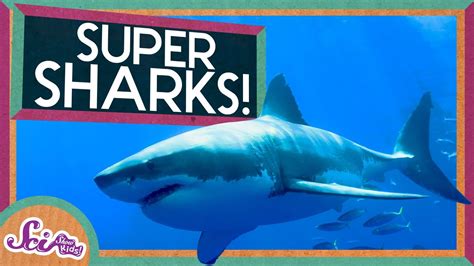 Shark Pictures For Kids - bmp-online