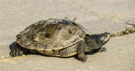 River Turtle Animal Facts | AZ Animals