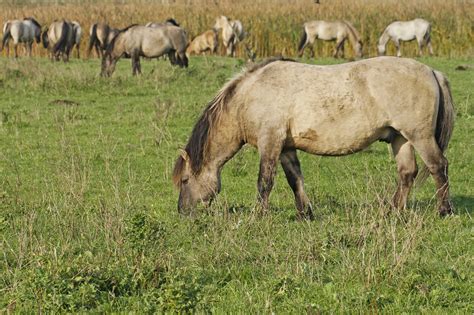 Konik Horse Breed Guide: Characteristics, Health & Nutrition | Mad Barn