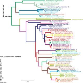 Chromosome number evolution and inferred ancestral chromosome state in... | Download Scientific ...