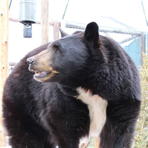 Bluebeary the Black Bear at Yellowstone Wildlife Sanctuary