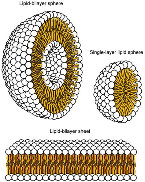 Cell Membranes and the Fluid Mosaic Model | Boundless Anatomy and Physiology