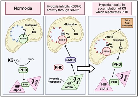 IJMS | Free Full-Text | The α-Ketoglutarate Dehydrogenase Complex as a ...