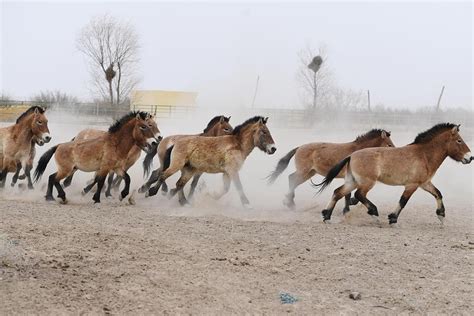 Rare Animals in China: Przewalski's horse and onager donkey - CGTN