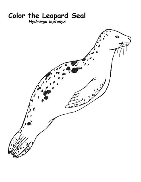 Leopard Seal Coloring Page | Coloring Sky