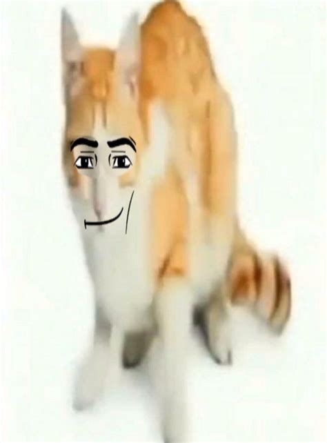 Man Face Cat Blank Template - Imgflip