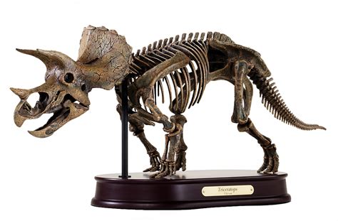 Triceratops Skeleton Model | DinoStoreus