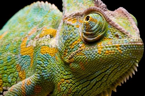 How long do chameleons live?