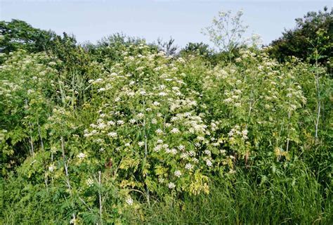 How to Identify and Remove Poison Hemlock