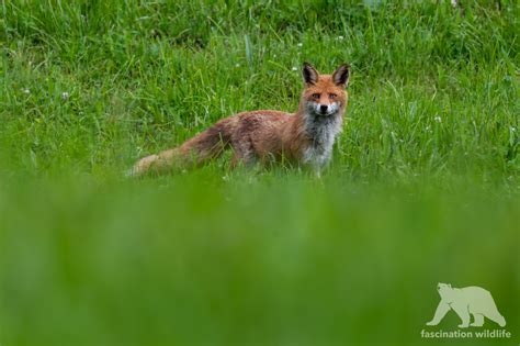 Wild Bavaria - Fascination Wildlife