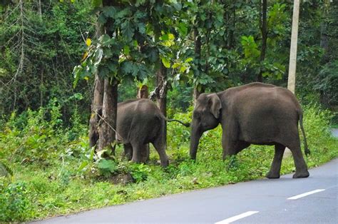 Godwin Holidays: Kerala Wildlife