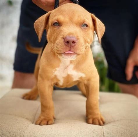 99 Red Nose Pitbull Names | The Dogman