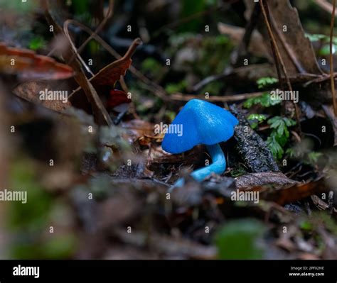 Blue mushroom (Entoloma hochstetteri) on forest habitat in the Rotorua ...