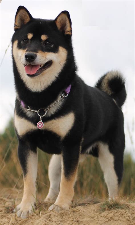 Shiba Inu - Dog Breed Information and Images - K9 Research Lab.