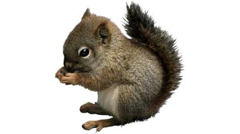 165 Funny Names for Squirrels Perfect for Pet Squirrels