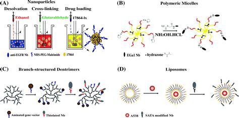 Nanobodies derived from Camelids represent versatile biomolecules for biomedical applications ...