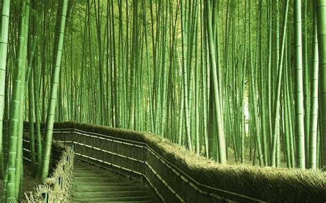 Wallpapers Bamboo - Wallpaper Cave