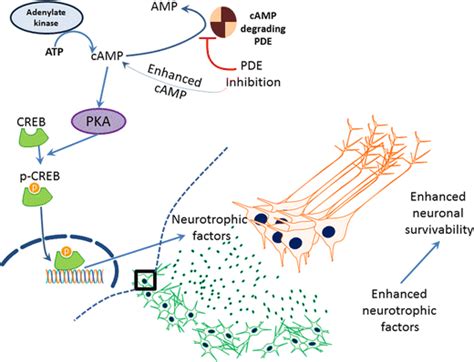 PDE inhibition and elevated trophic factors in PD. PDE inhibitor ...