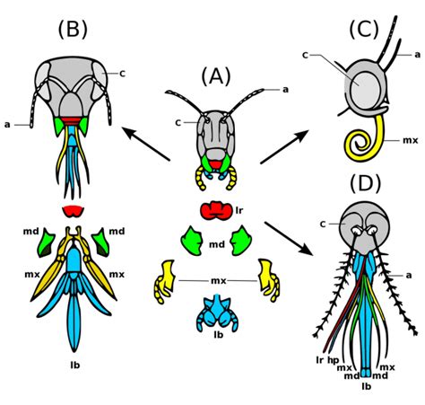 Insect Mouthparts | Best Diagram Collection