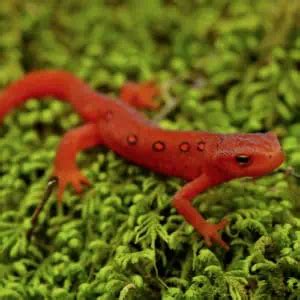 10 Plants for Newts & Salamanders (Plants Newts Love) - Pond Informer