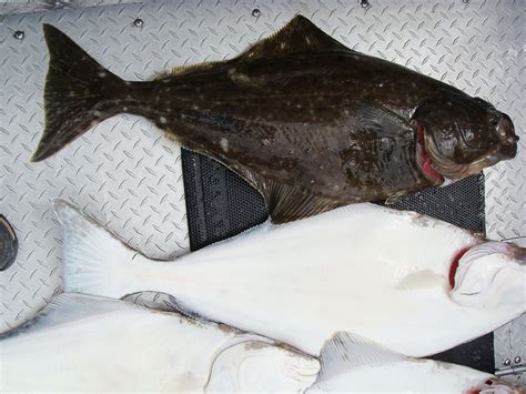 Flatfish Facts and Pacific and California Halibut Information - Owlcation