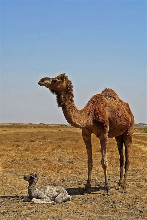 HD wallpaper: brown camel standing beside baby camel, animals, desert ...