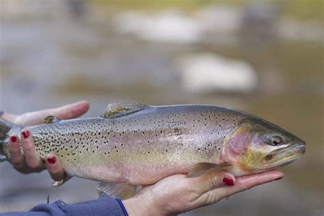 Fishing The Blackfoot River | Montana Fishing Guides