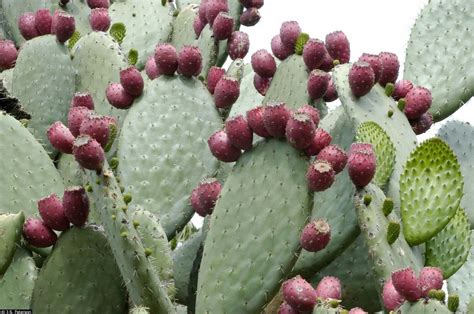 20 Seeds Indian Fig Cactus / Sweet Prickly Pear Opuntia | Etsy