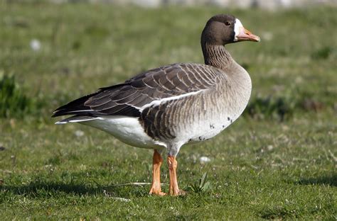 Greater White-fronted Goose | This is the least common goose… | Flickr