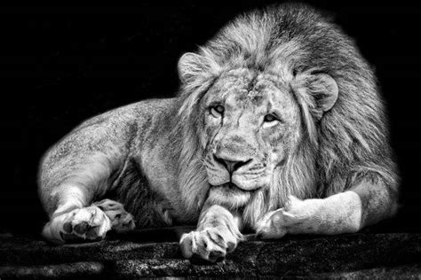 monochrome, Animals, Lion, Black, White Wallpapers HD / Desktop and ...