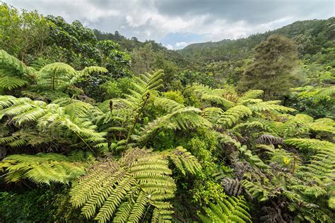 How Trees That Count Is Helping to Reforest New Zealand