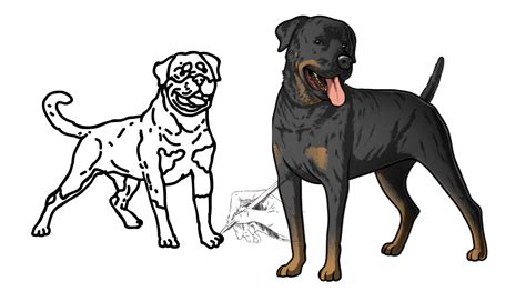 Drawing a Rottweiler: Step-by-Step Guide for Dog Lovers - Rocky Kanaka