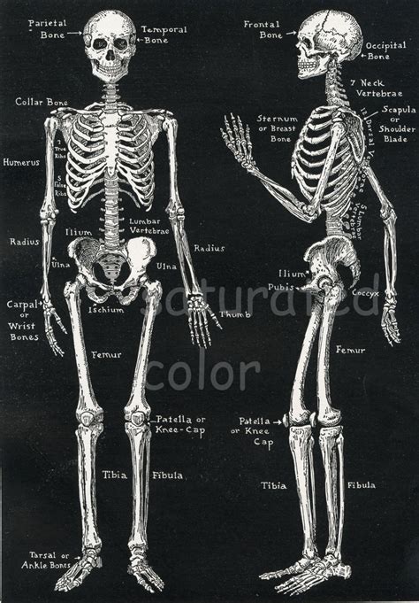 Human Skeleton Anatomy