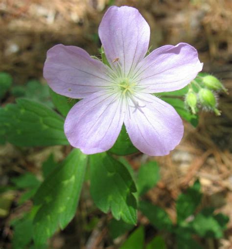 Using Georgia Native Plants: Native Spring Perennials in Georgia