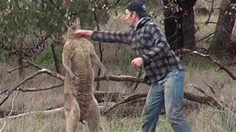 This man punching a kangaroo in the face is the best viral video of 2016 - CBSSports.com