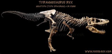 T-Rex: Tyrannosaurus Dinosaur Facts and Information - All About T. rex and Other Tyrannosaur ...