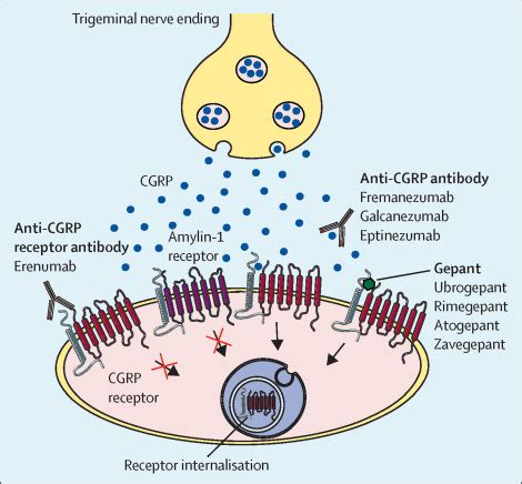 Calcitonin gene-related peptide-targeting drugs for migraine: how pharmacology might inform ...