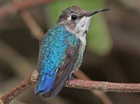 Bee Hummingbird - eBird