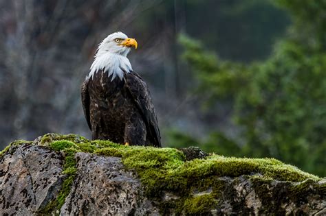 Bald Eagle 4K 8K Wallpapers