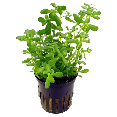 Bacopa monnieri 'Compact' - pot | Aquasabi - Aquascaping Shop